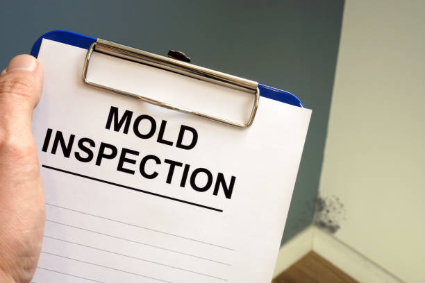 Best Basement Mold Removal  in Mystic Island, NJ